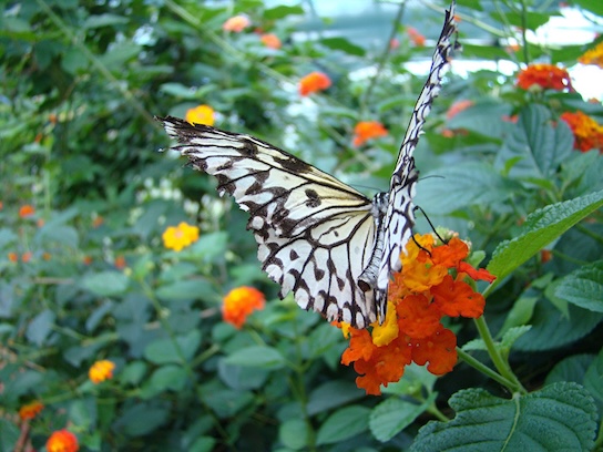 paper kite